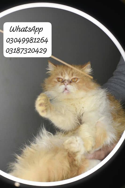 pure Persian extreme punch face female CFA piki/pele bloodline 4