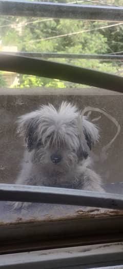 Shihtzu female pup for sale. 6 months. Good with kids