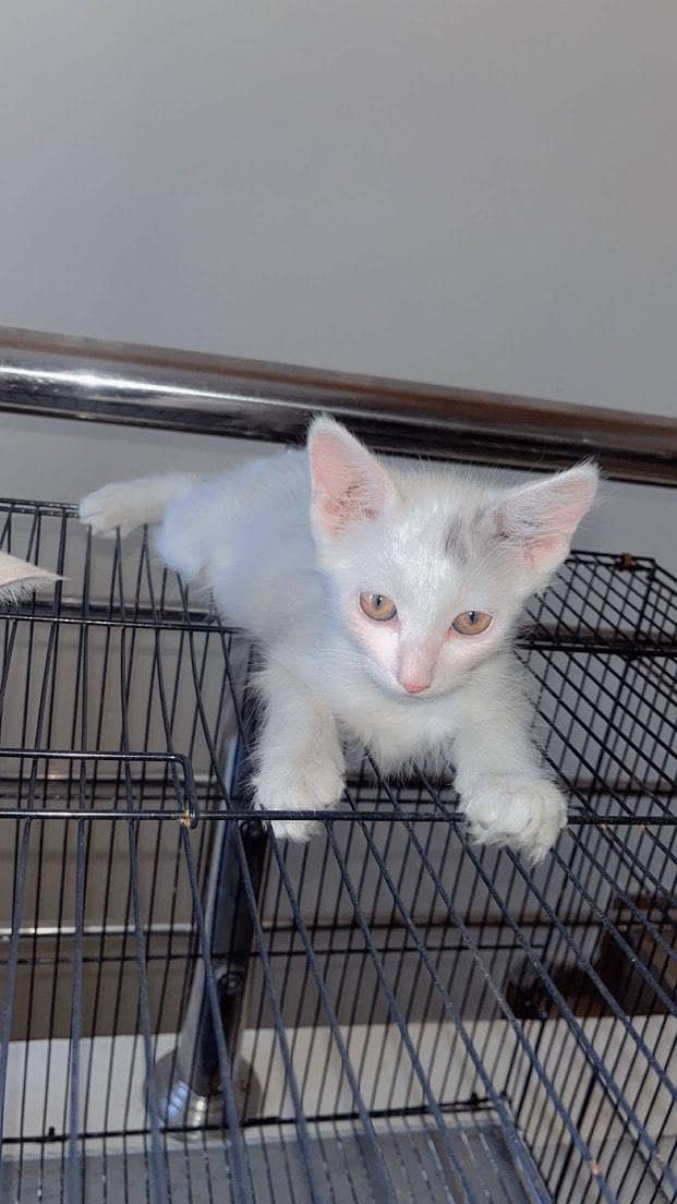 Persian cats and 3 cages 0