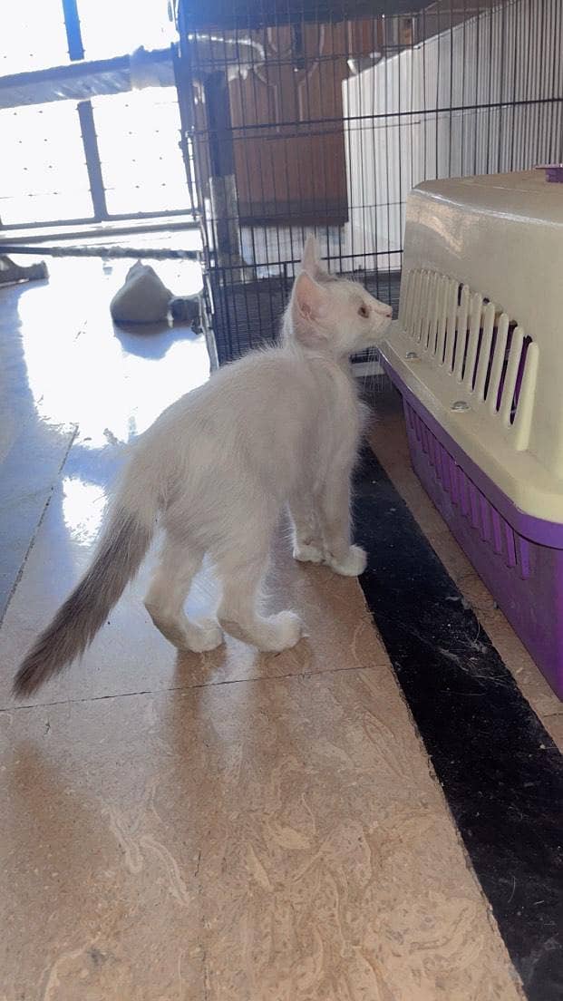 Persian cats and 3 cages 7
