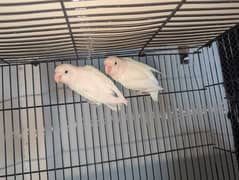 albino