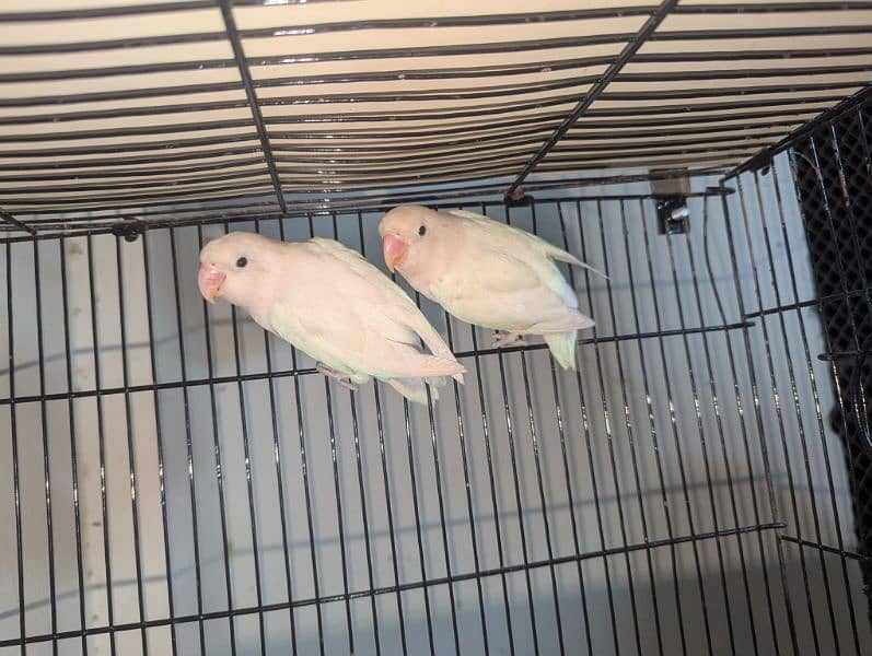 albino lovebirds 0