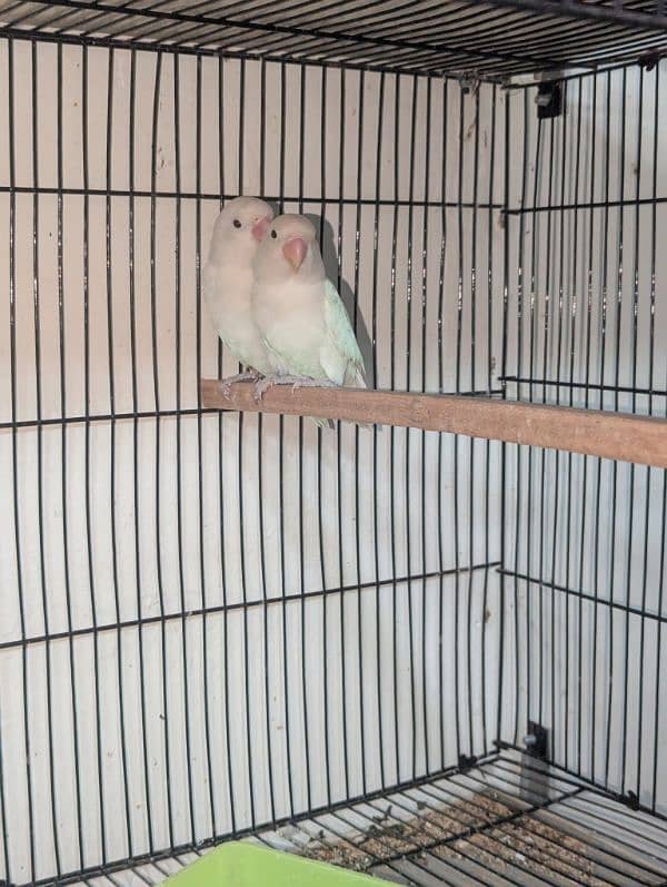 albino lovebirds 1