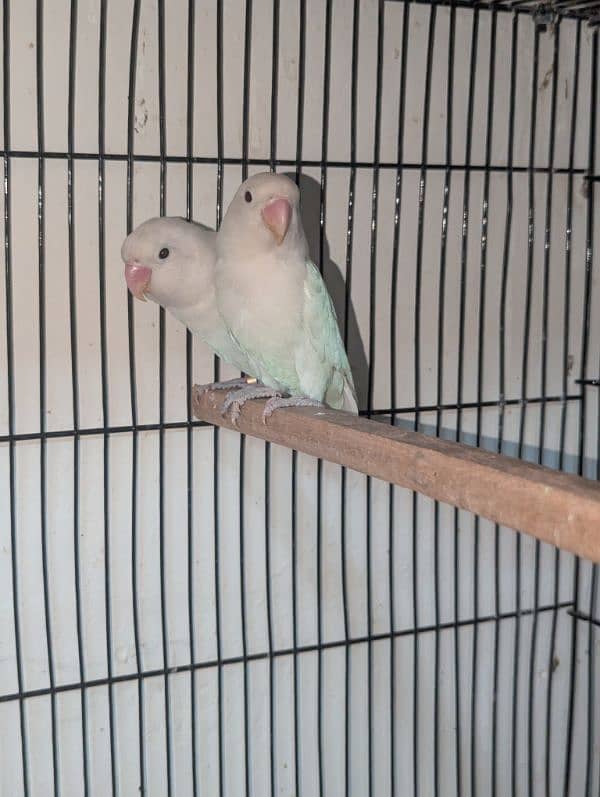 albino lovebirds 2