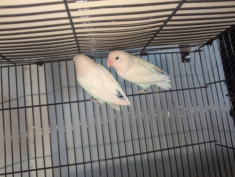 albino lovebirds 3