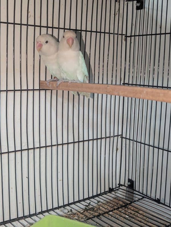 albino lovebirds 4