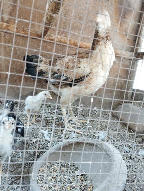 aseel murgi with 4 bachay 1