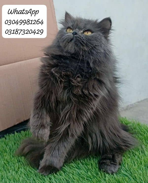 pure Persian extreme punch face female CFA piki/peke bloodline 0