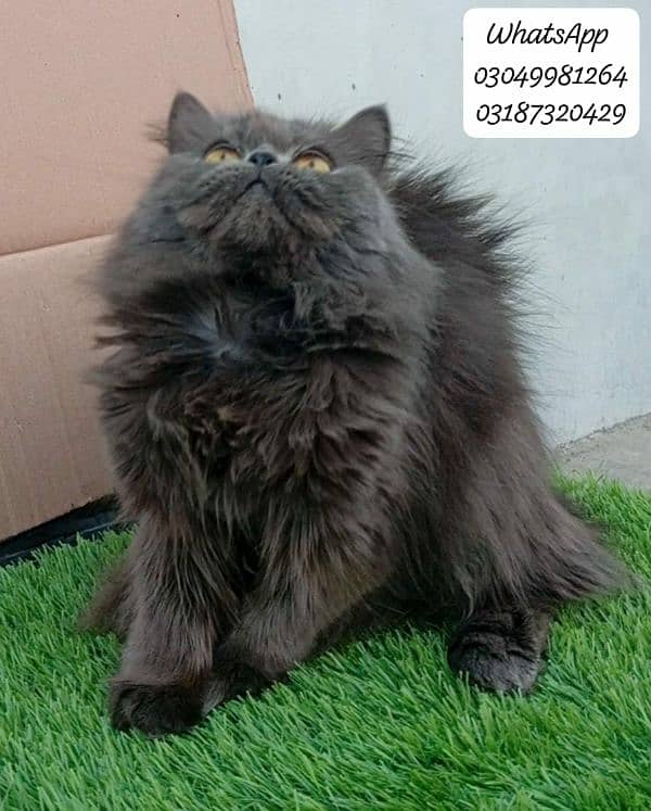 pure Persian extreme punch face female CFA piki/peke bloodline 2