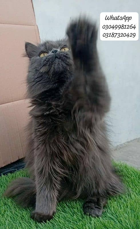 pure Persian extreme punch face female CFA piki/peke bloodline 5