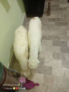 dumba for sale