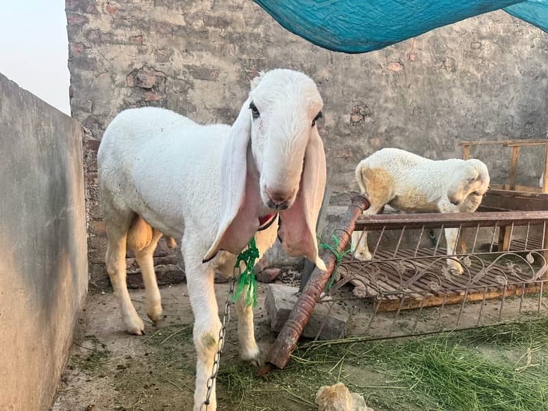 Desi kajla chatra 1