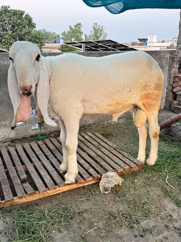 Desi kajla chatra 4