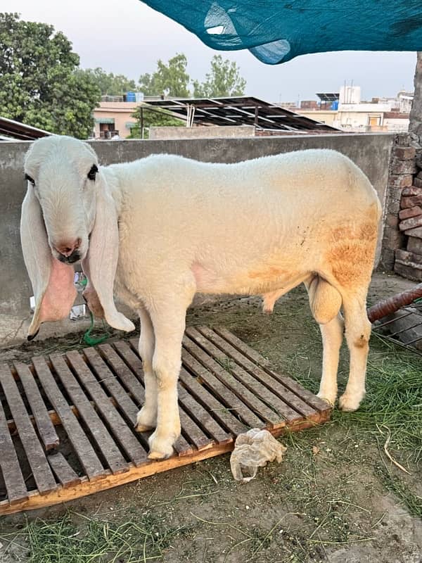 Desi kajla chatra 5