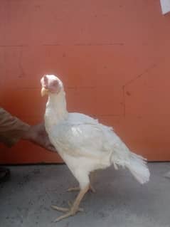 aseel / white heera / mianwali chicks
