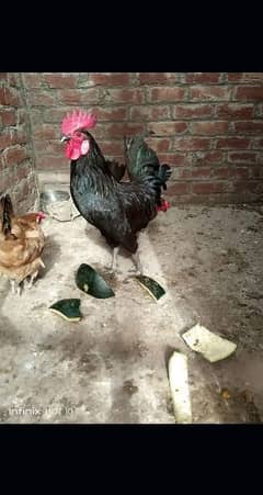 Desi hens
