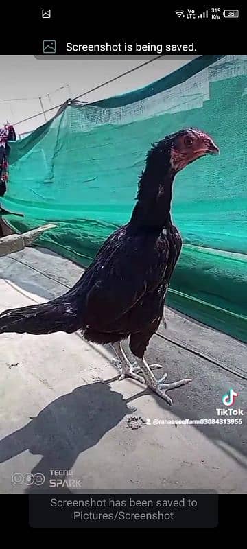 Aseel Burmi pakoy pathi patha choze or Miyanwali Amroha ke chicks bhi 2
