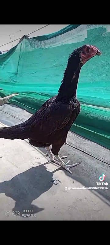 Aseel Burmi pakoy pathi patha choze or Miyanwali Amroha ke chicks bhi 3