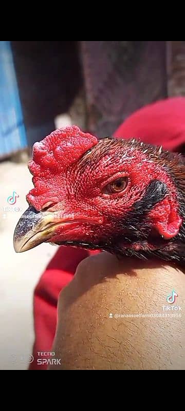 Aseel Burmi pakoy pathi patha choze or Miyanwali Amroha ke chicks bhi 4