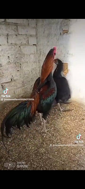 Aseel Burmi pakoy pathi patha choze or Miyanwali Amroha ke chicks bhi 5