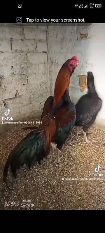 Aseel Burmi pakoy pathi patha choze or Miyanwali Amroha ke chicks bhi 6