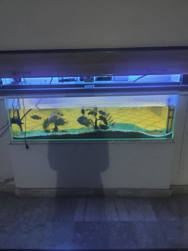 Big offer (7 Fency fishes, 1 big aquarium, meter pump, fish food etc) 0