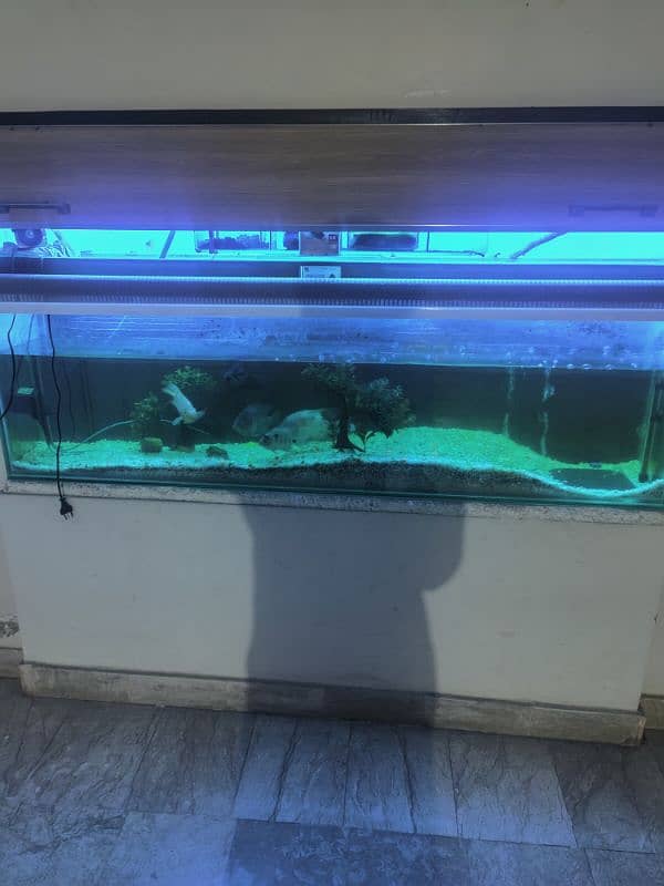 Big offer (7 Fency fishes, 1 big aquarium, meter pump, fish food etc) 1