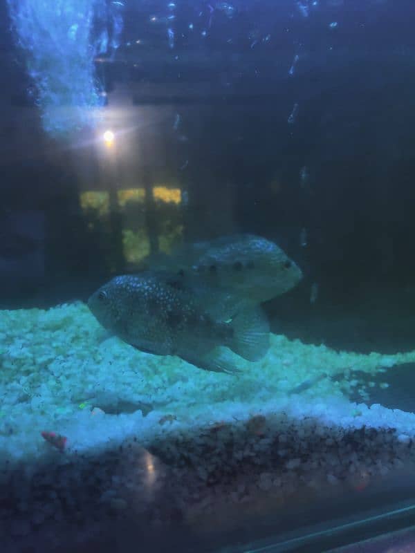 Big offer (7 Fency fishes, 1 big aquarium, meter pump, fish food etc) 4
