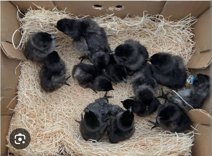 Ayam Cemani black tongue | Ayam Cemani chicks |Ayam Cemani Grey tongue 2