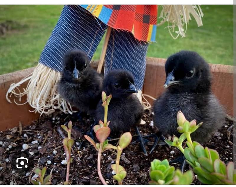 Ayam Cemani black tongue | Ayam Cemani chicks |Ayam Cemani Grey tongue 3