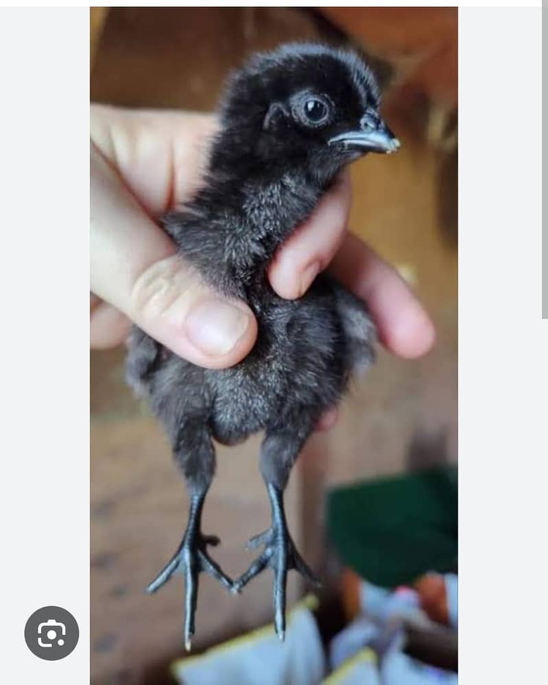 Ayam Cemani black tongue | Ayam Cemani chicks |Ayam Cemani Grey tongue 7