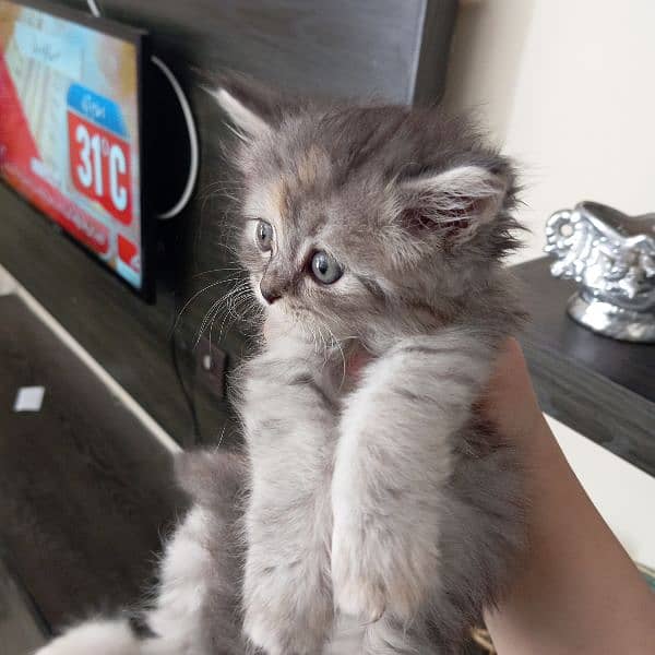 kitten for sale 1