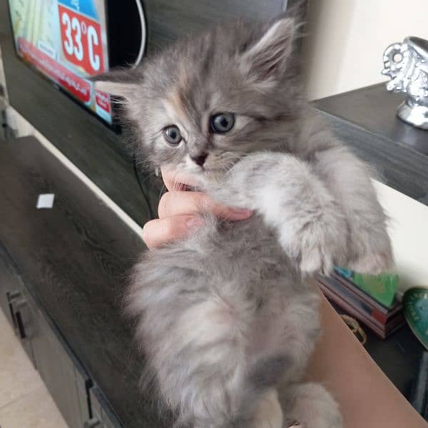 kitten for sale 2