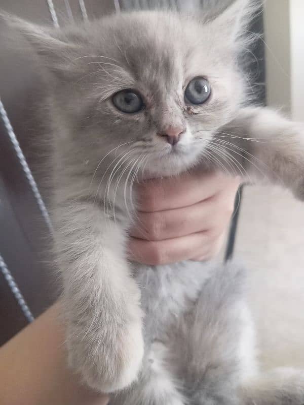 kitten for sale 4