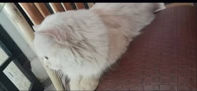 Persian
