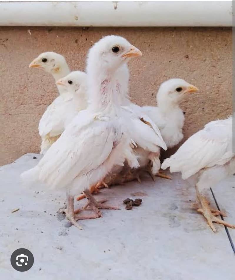 Paper White Chicks | Aseel Chicks | High Quality Heera | Aseel Pair 0