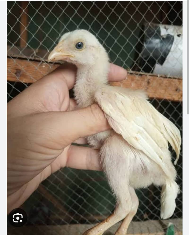 Paper White Chicks | Aseel Chicks | High Quality Heera | Aseel Pair 1