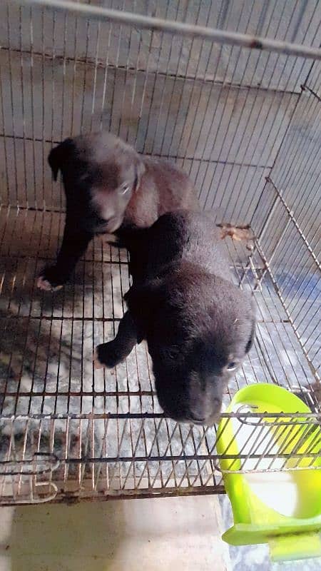 labra puppys pair 0
