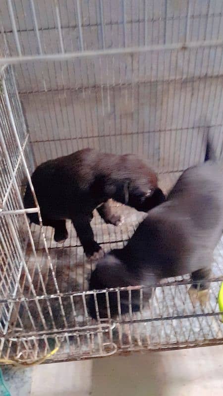 labra puppys pair 2
