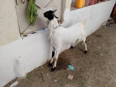 2 Dant 2 Khassi Bakray for sell.
