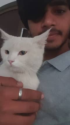 very cute male cat