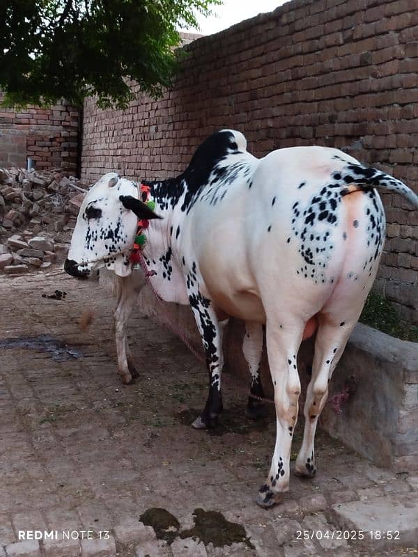 Bull For Eid ul Adha 0
