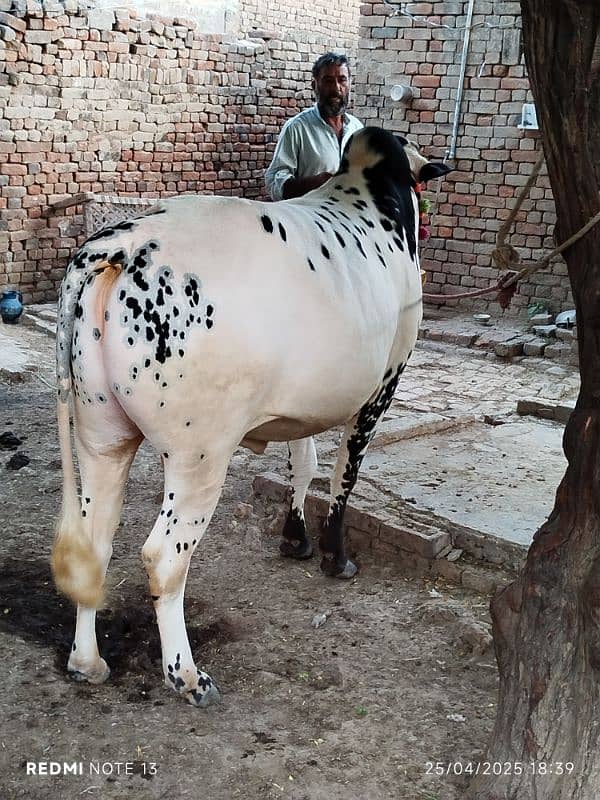 Bull For Eid ul Adha 1