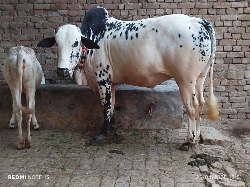 Bull For Eid ul Adha 2