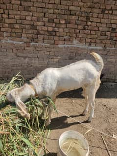 bakray for sale healthy and beautiful
