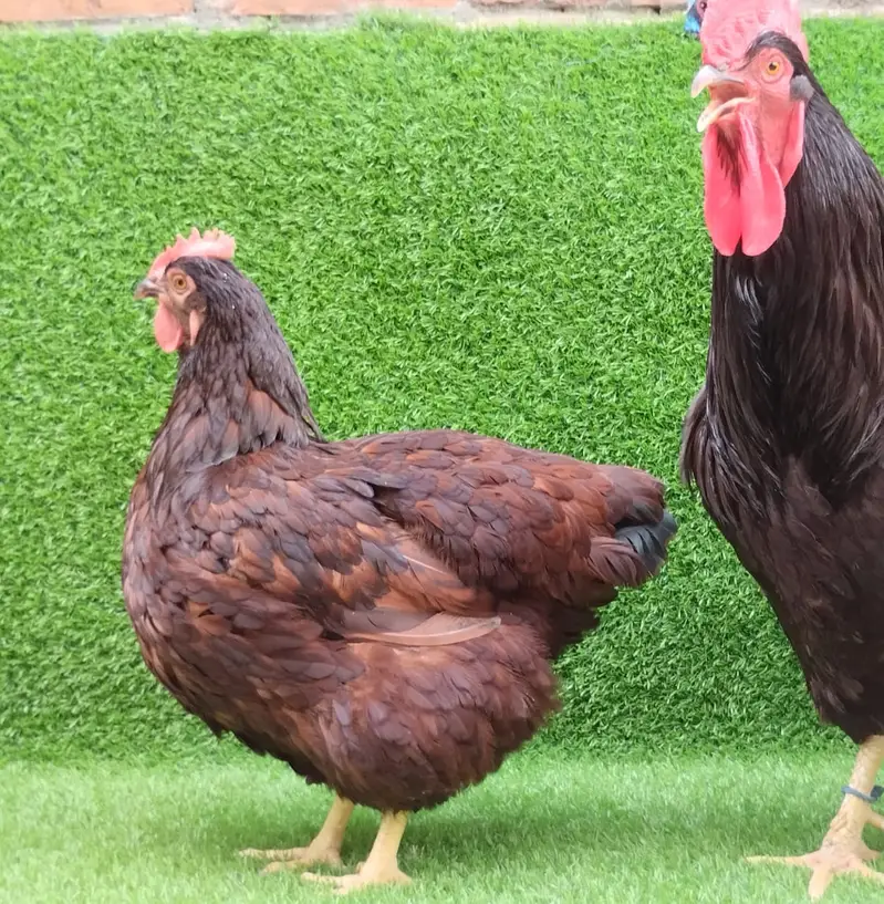 Rir Heritage| White Australorp| Black Blue Australorp  Eggs and Chicks — photo 5