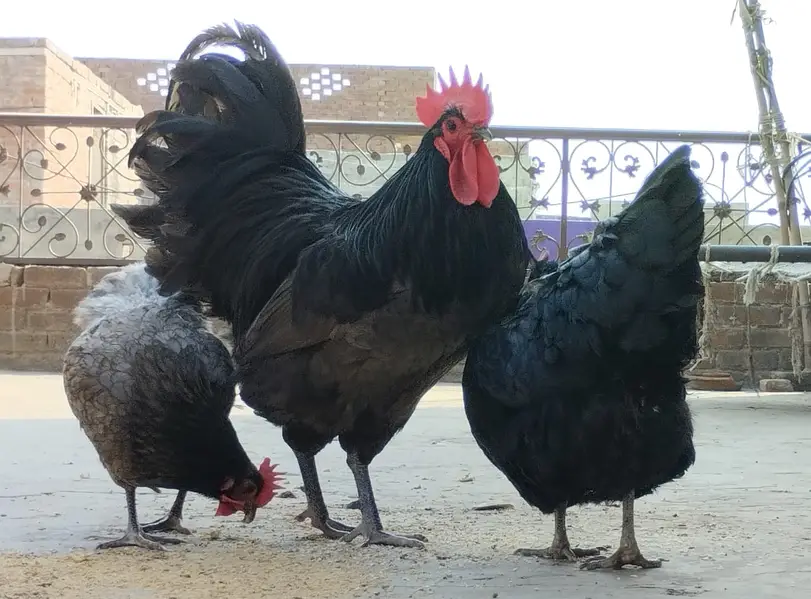 Rir Heritage| White Australorp| Black Blue Australorp  Eggs and Chicks — photo 6