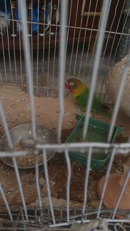 one love bird sale 0