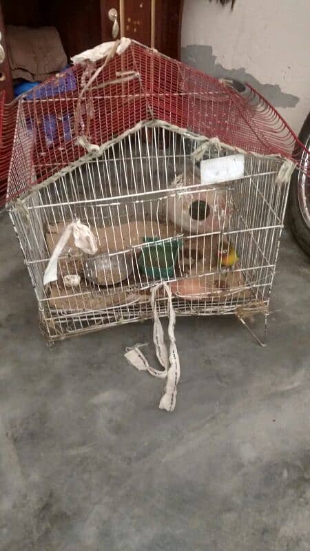 one love bird sale 1