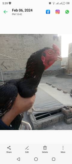 Aseel mianwali murgh for sale